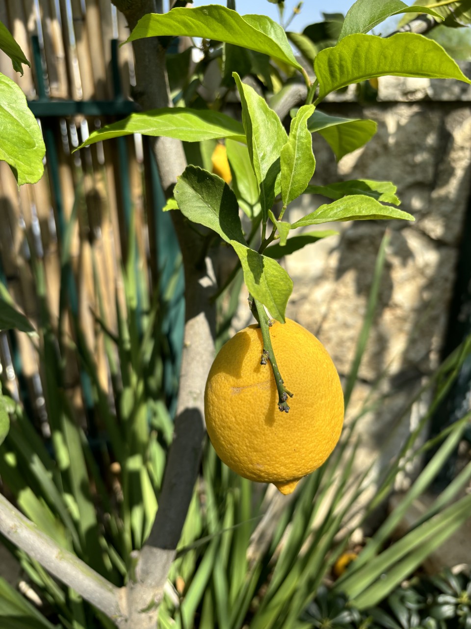 Lemon-tree