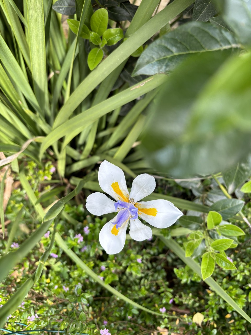 spring-flower